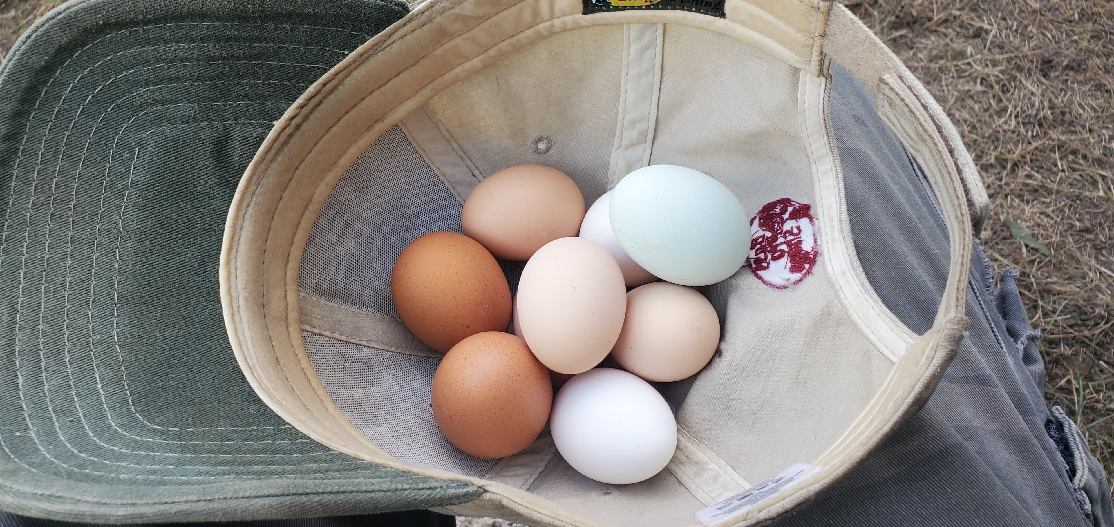 A nest of fresh brown, cream, blue, and pink eggs
