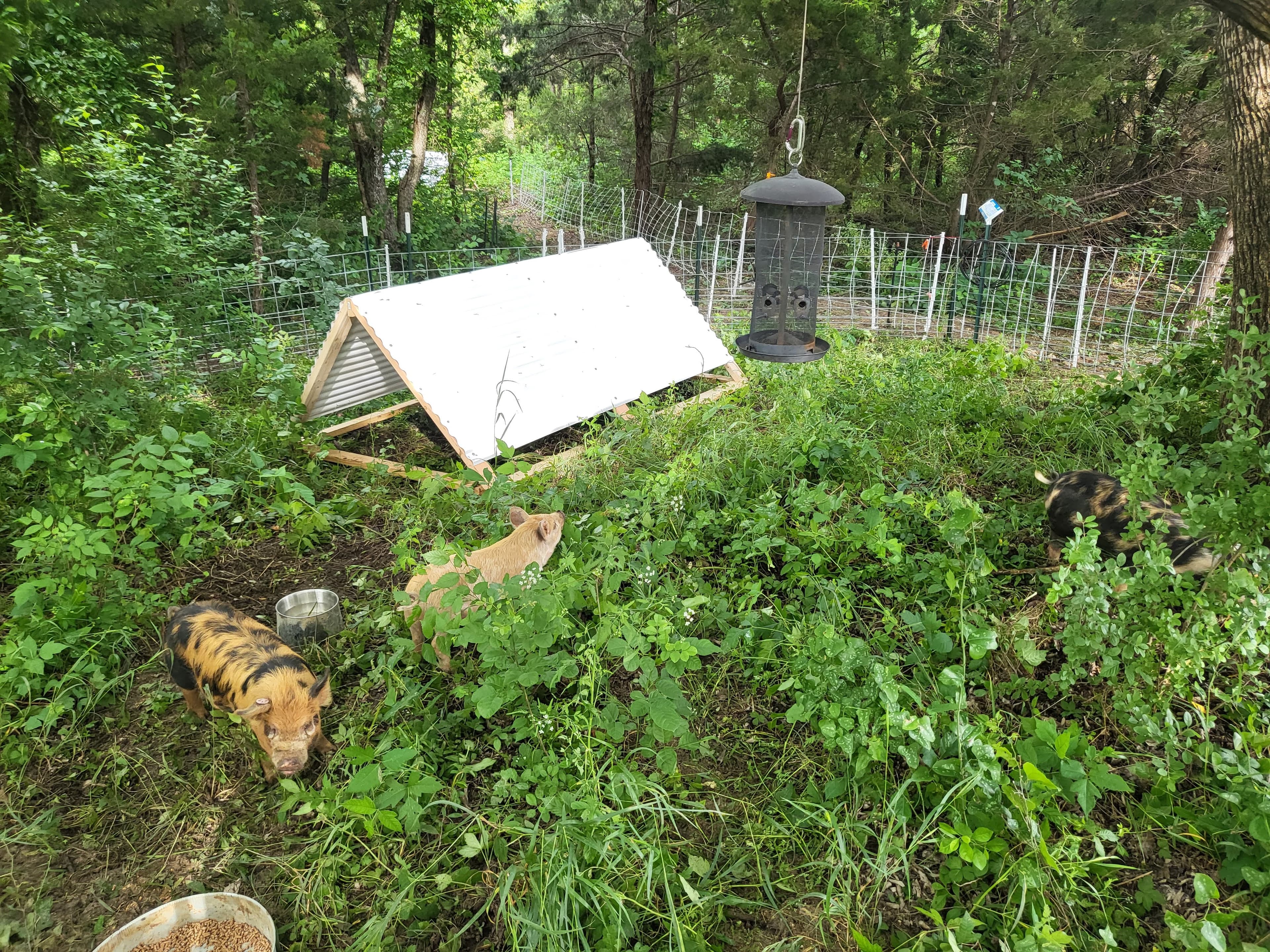 The flock grazing in the late afternoon