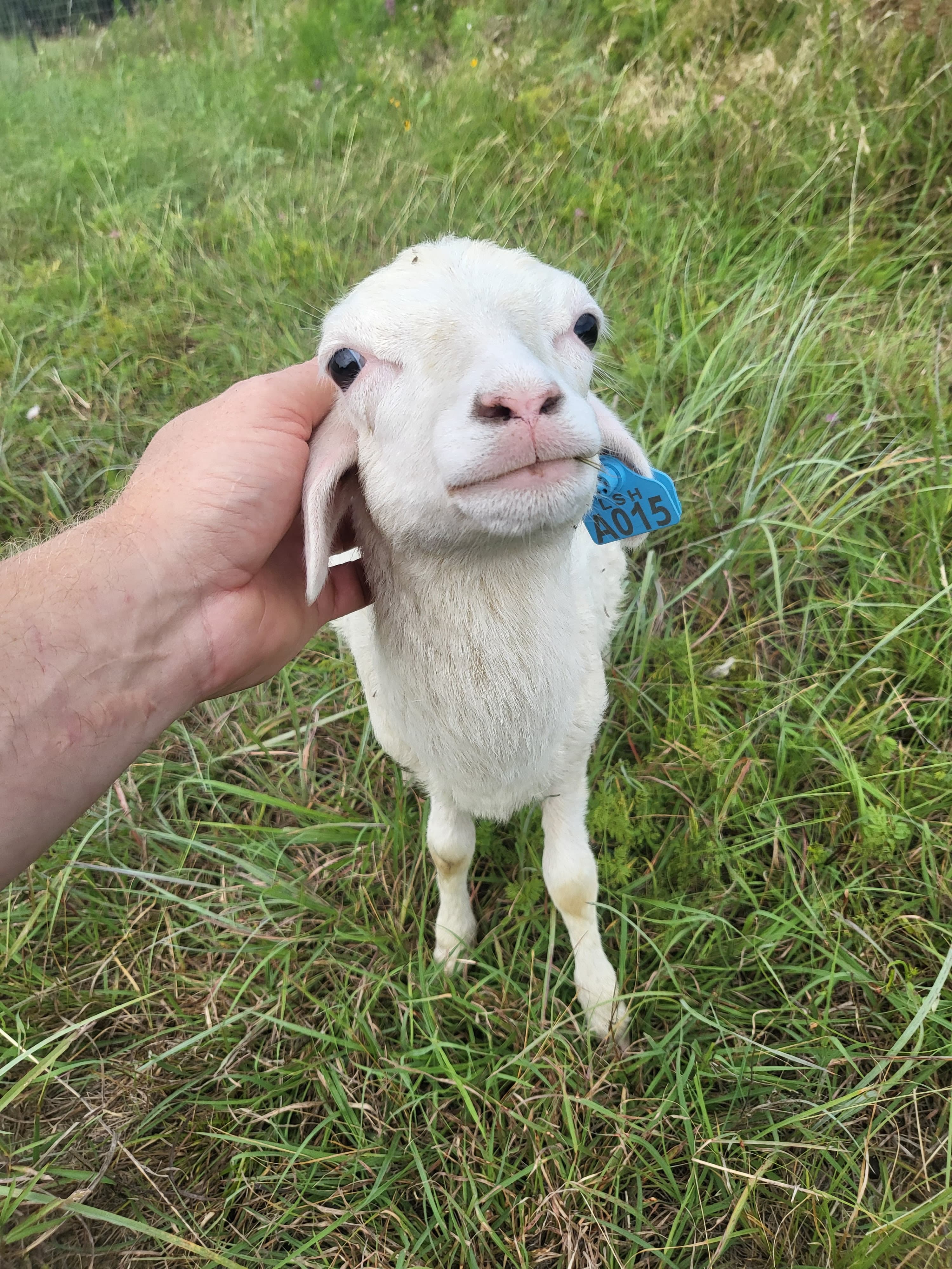 A pasture-raised St. Croix lamb on the homestead