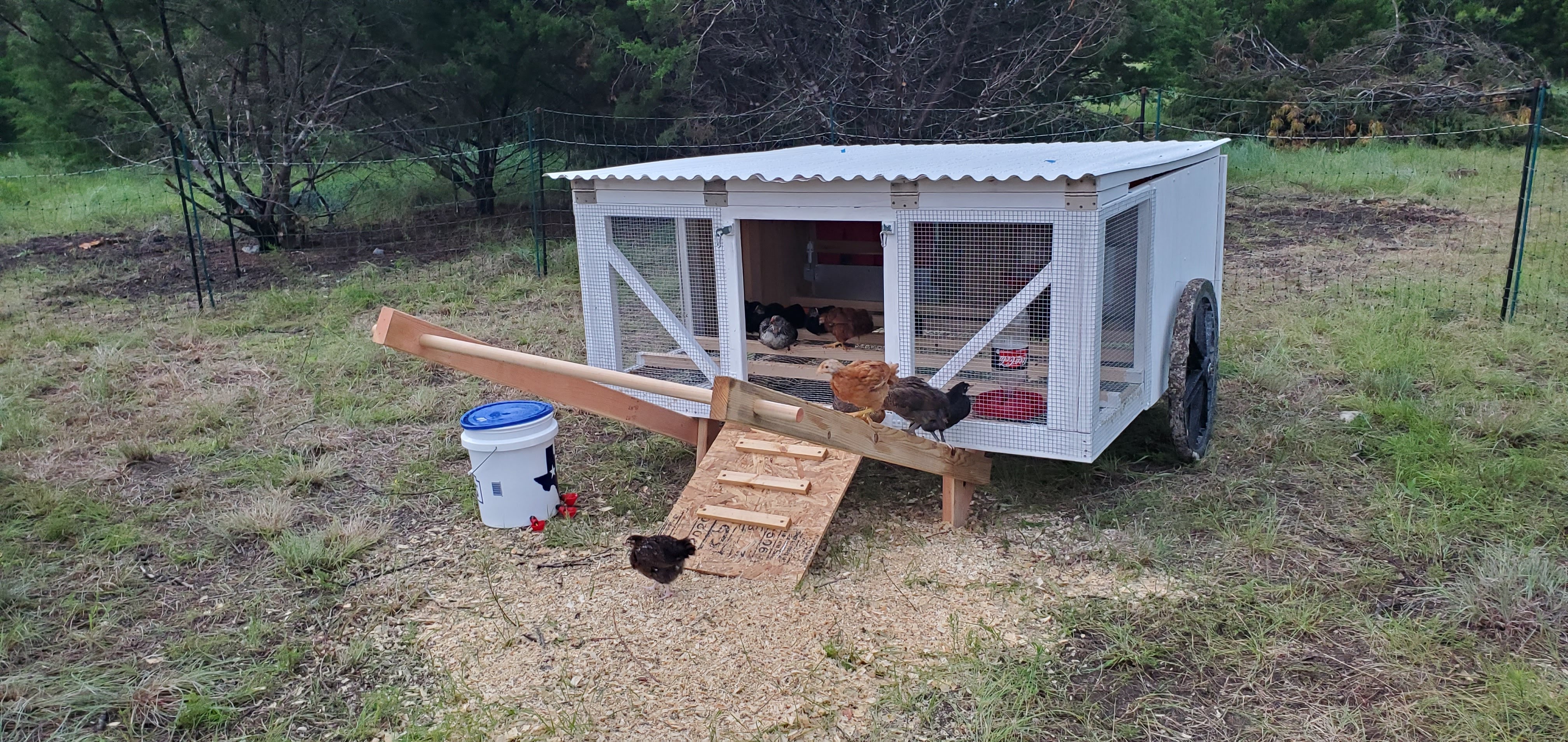Mobile chicken coop with hens on pasture at Cross Timbers Homestead