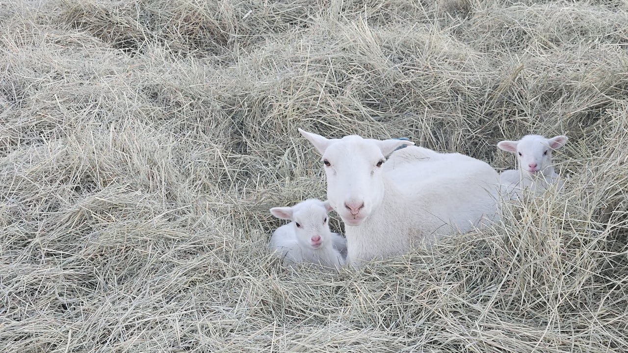A St. Croix ewe bedded down in hay with her newborn twin lambs at Cross Timbers Homestead