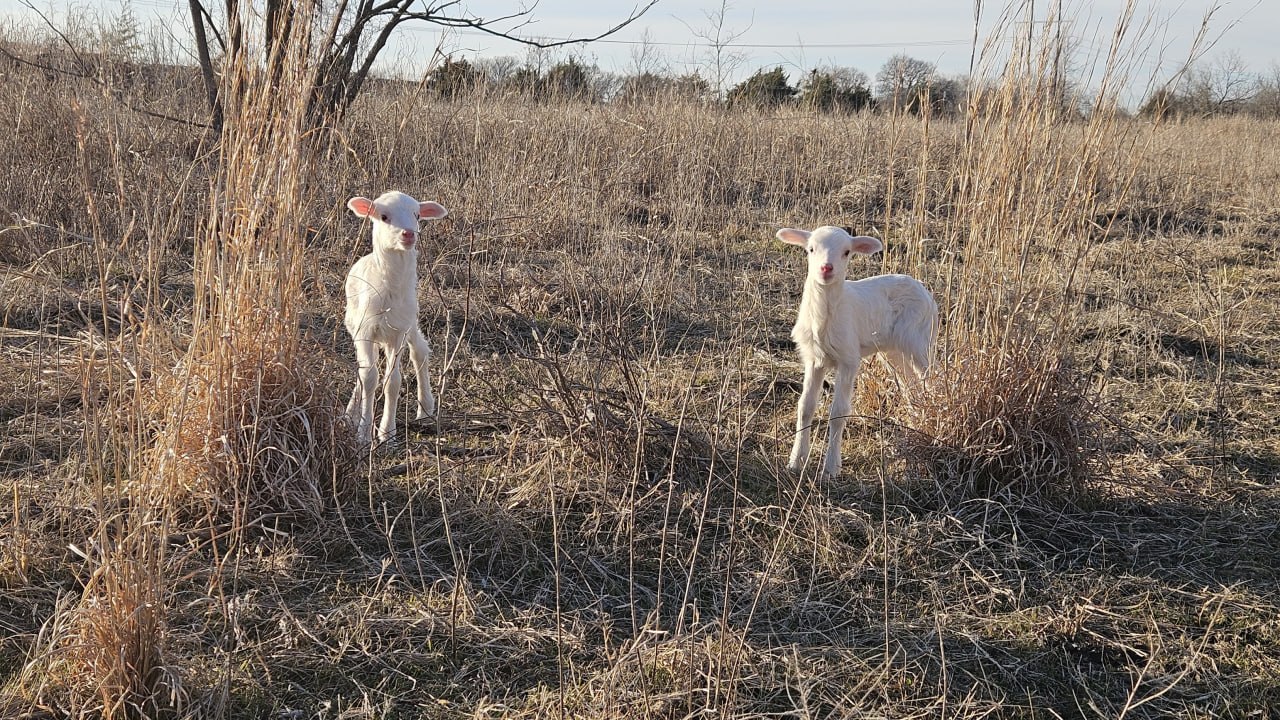 Two newborn lambs standing in the winter pasture at Cross Timbers Homestead