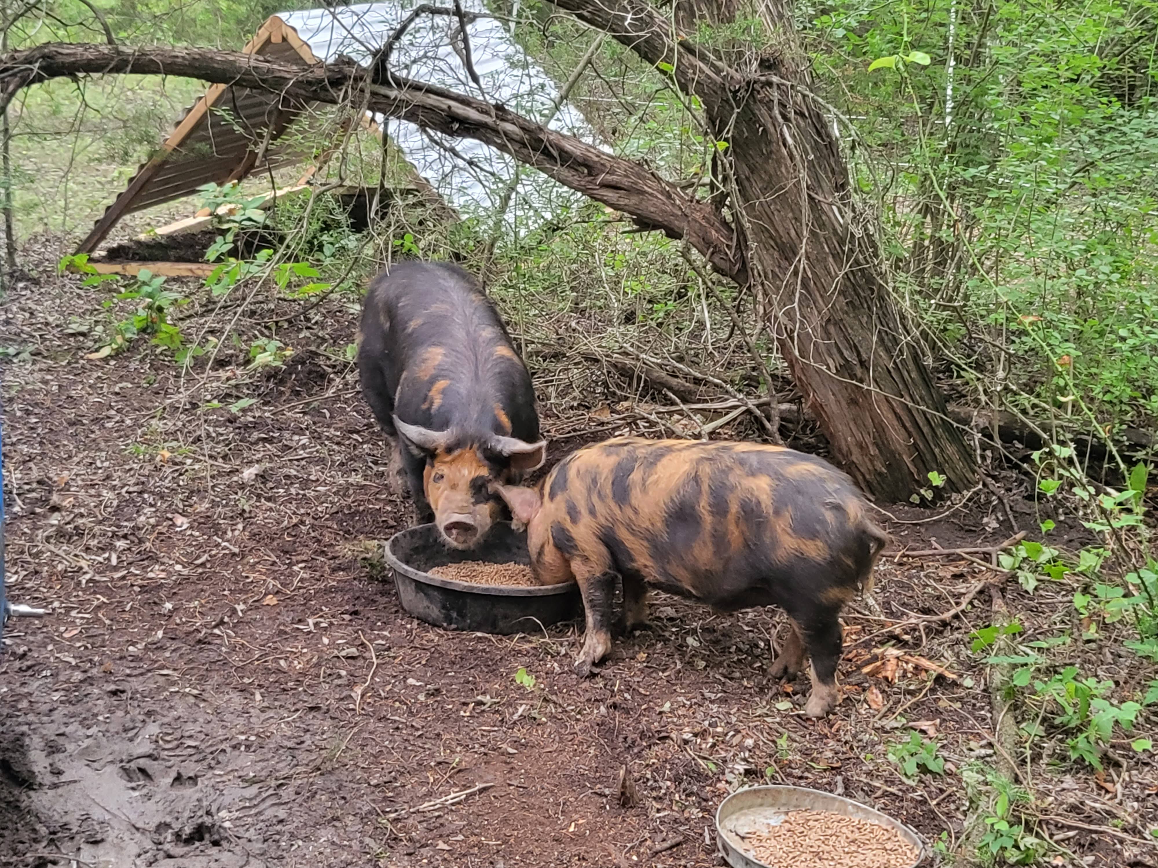 Pastured pigs in the wooded paddock at Cross Timbers Homestead